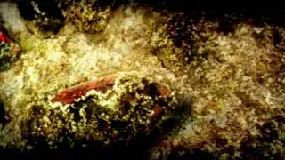 Petroforms