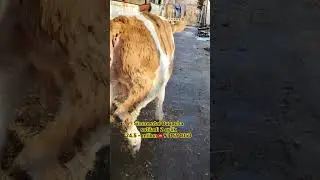 #song #music #arrahman #love #movie #cow #bullfarm #farm #animals #automobile @oson_bozor