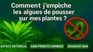 FINI les algues sur vos plantes ! Ma méthode simple et efficace