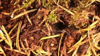 Hexura picea attacking cricket