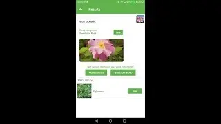 PlantSnap identifies a Sweetbriar Rose (Rosa rubiginosa)