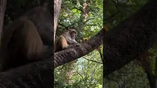 Animal dou assistant monkey