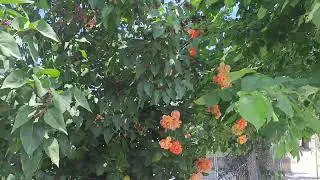 Lovely Garden with Flowers 🌼🌺🌻 Ogiwon's Adventuring Vlog.