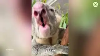 Top 10 Weird Animal Sounds You Won&rsquo;t Believe 🔊😲 | The Wise Hub #facts #animals #wildlife