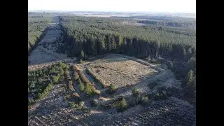 A visit to Manside enclosure in Harwood forest, Northumberland on 2nd January 2026.