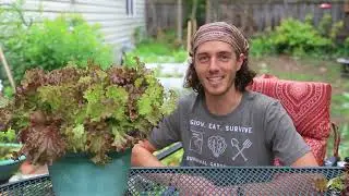 Lolla Rossa Lettuce for Container Gardening