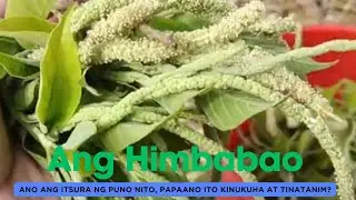 Ang Gulay na Himbabao at ang garden ng Tatay ko sa bundok