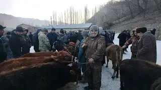 Молбозори Панчакент чоршанбе бозор шурча.05 02 2025.
