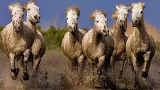 Race de France - Le Camargue, une des plus anciennes races du monde et des plus étonnantes