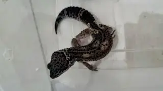UNBOXING Leopard Gecko Blacknight Pure cakepp🖤🔥 #leopardgecko #blacknight #reptiles