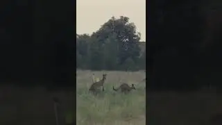 Kangaroo boxing fight