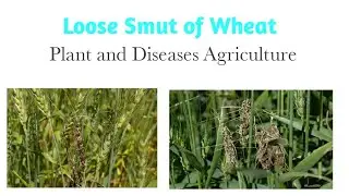 Loose Smut Of Wheat | Symptoms Of Loose Smut Of Wheat