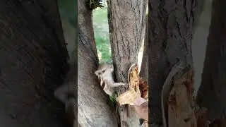 cute Indian squirrel🥰🐿 #short #shorts #viralvideo #shortsvideo #viral #squirrel #wildanimal#nature
