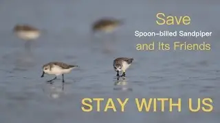 Stay with us - Save Spoon-billed Sandpiper and Its Friends