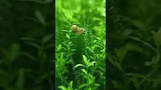#flying #snail 🐌