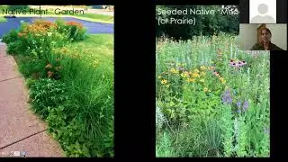 Convert Lawn to a Wildflower Meadow with Seed Webinar