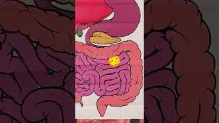🍪Cookie Journey! 🤩 Discover Where the Food Travels Inside Your Body After Eating 🌈#kidslearning