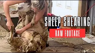 Shearing an Antsy Sheep