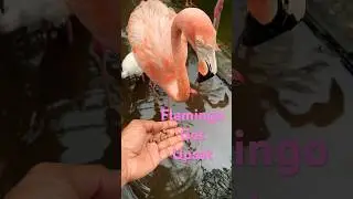 🦩 Flamingo Got Upset Upon seeing the Crane feeding