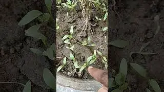 Why the first two leaves of this plant is different? #coriander #gardening #agriculture #agriculture