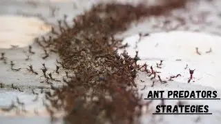 The Deadly Strategies of Ant Predators