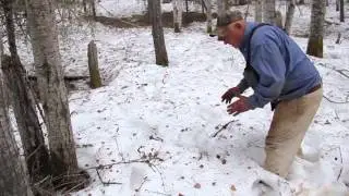 How To Judge The Size Of A Black Bear (Tracks Method)