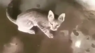 nigga cat anthem