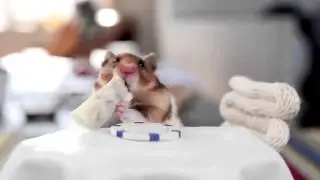 OMG! A Hamster eating a burrito just like a human!