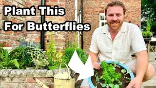 Tiny Space, Big Impact - Plant This For More Butterflies in Your Garden