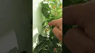 Grow tomato plant from seed#shortsfeed#balcony garden