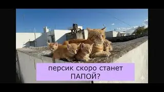 ПЕРСИК СКОРО СТАНЕТ ПАПОЙ / #кот #animals #cat #веселыекоты  личное life vlog