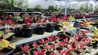 Tanaman Hias aglonema