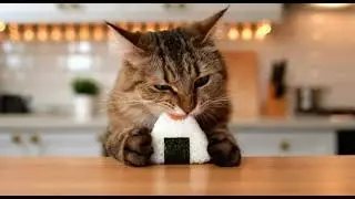 【AI Cat】キジトラ猫アンバーが「鮭おにぎり」と「みそ汁作り」＃料理　＃動物　＃猫　＃ai