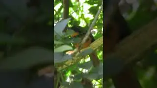 CANTO DO ARIRAMBA-DE-CAUDA-RUIVA
