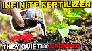 The Forgotten Plant That Makes Its Own Fertilizer &mdash; Why Did We Abandon It?