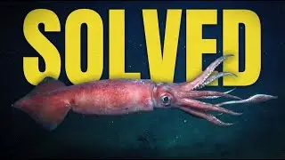 The Mystery Behind North America's Giant Squid Sightings