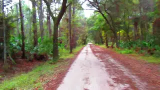 Pershing Highway Tiger Bay State Forest Florida