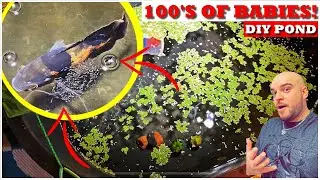 100's OF OSCAR BABIES Born In MY POND!