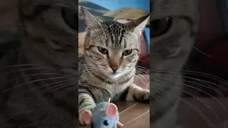 #You&rsquo;ve Never Seen a Cat Like This! (Sand Cat)Cutest Desert Cat in the World 🏜️🐱