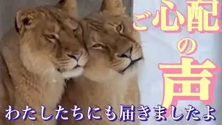 ご心配ありがとうございます。北海道旭山動物園　2026/1/15撮影