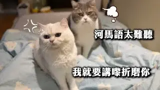 白貓講河馬語被貓哥哥極度嫌棄！三貓八卦：李龍基未離婚？有無咁癡線？🤣