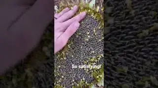 Sunflower seed harvest