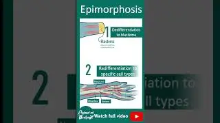 Epimorphosis | Limb regeneration in salamander