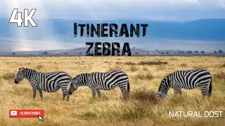 4K Itinerant zebra |Black and whithe zebra with music videos