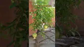 Выращивание гранатового дерева для таймлапса | гранат от семени до сбора урожая #короткометражки