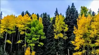 Highway 165 | Fall Colors in Colorado