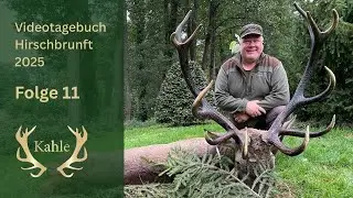 Ein stattlicher 12er liegt auf der Strecke! Hirschbrunft in Masuren / Polen | Tag 11