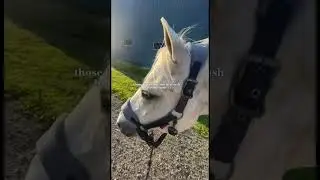 Those days are the best!!!!💗 #horse #equestrianjourney #equestrian #love #carefreedays #viralvideo