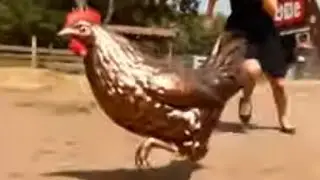 IP2wikiInfo LIVE - why BronzeBird of mostafaviFiles.com will face similar legalities to Joe Shipley