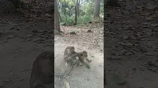 VID20250117164510​ monkey bayon top 5 5